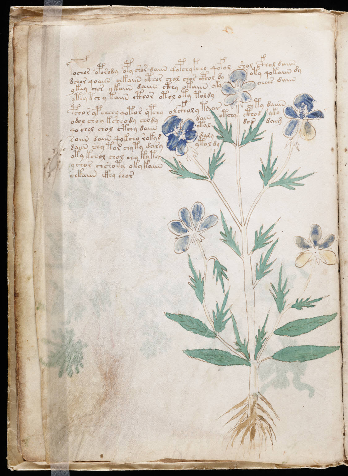Voynich manuscript page showing a rooted green plant with blue and pale flowers beside unreadable text