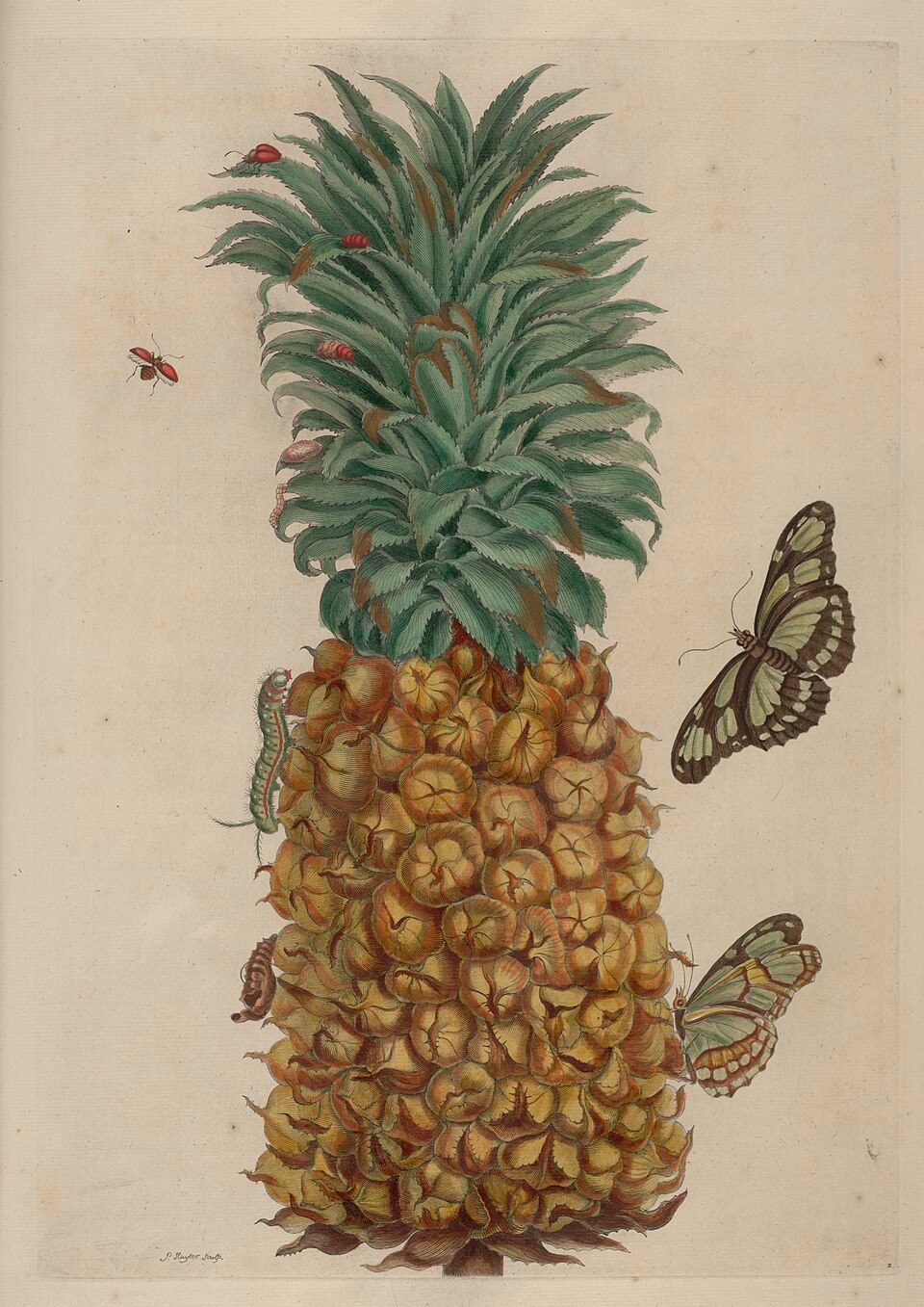 Pineapple fruit with butterflies and smaller insects arranged around its crown and skin.