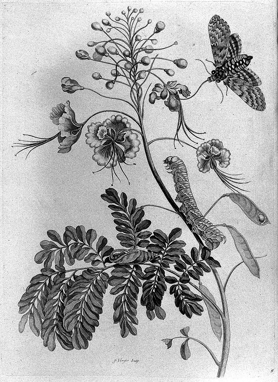 Black-and-white engraving of a peacock-flower branch with caterpillar, pupa and a moth.