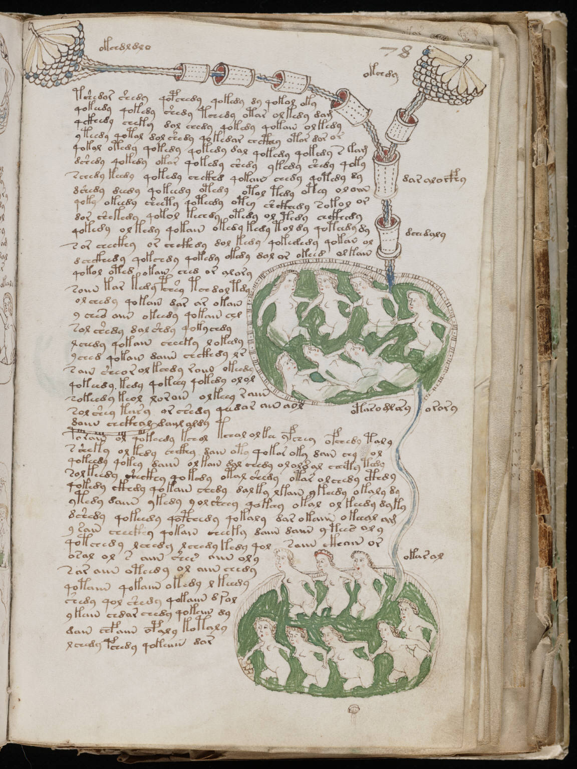 Voynich page with women in two green circular pools connected by channels beside blocks of text