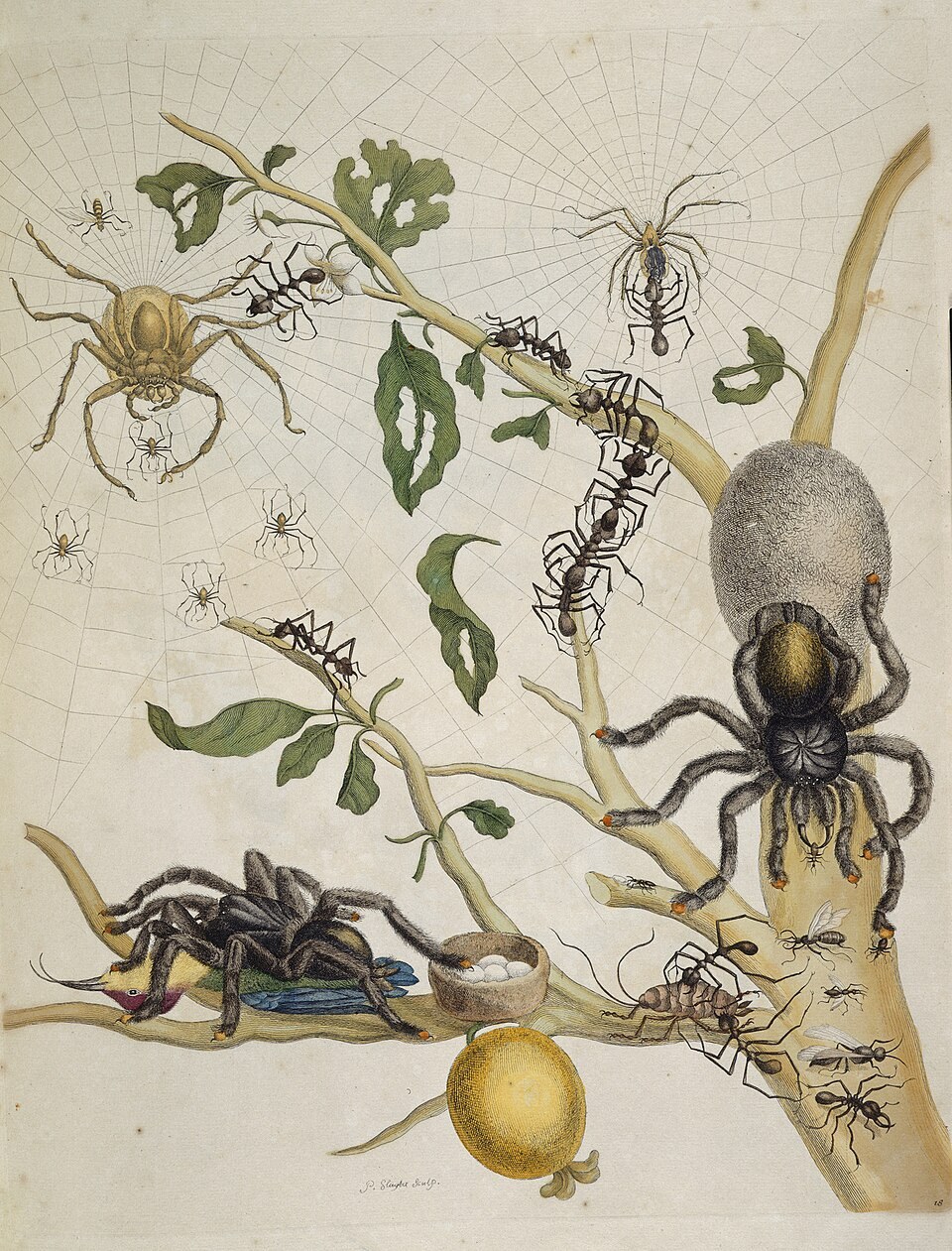 Natural-history plate showing spiders, ants, leaves, and a spider holding a small bird.
