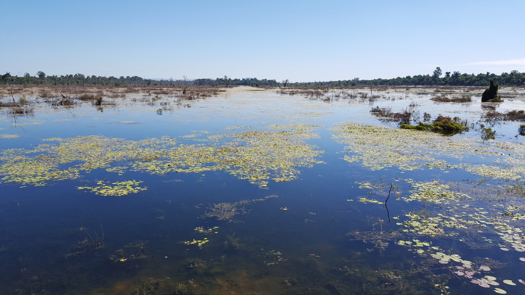 Water and standing trees in the restored Jayatataka reservoir.