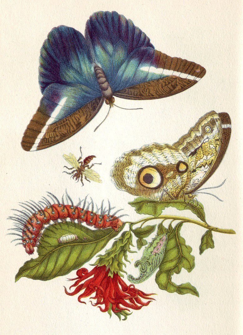 Red flowering branch with a red caterpillar, a pupa, two views of a butterfly and a small winged insect.
