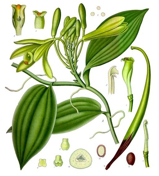 Botanical plate showing a flowering vanilla branch and details of flower, fruit and seed.