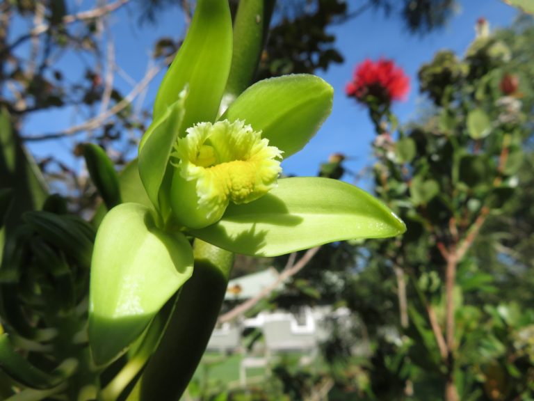 Eric T. Jennings’s Vanilla: The Unequal History Behind an Ordinary Flavour