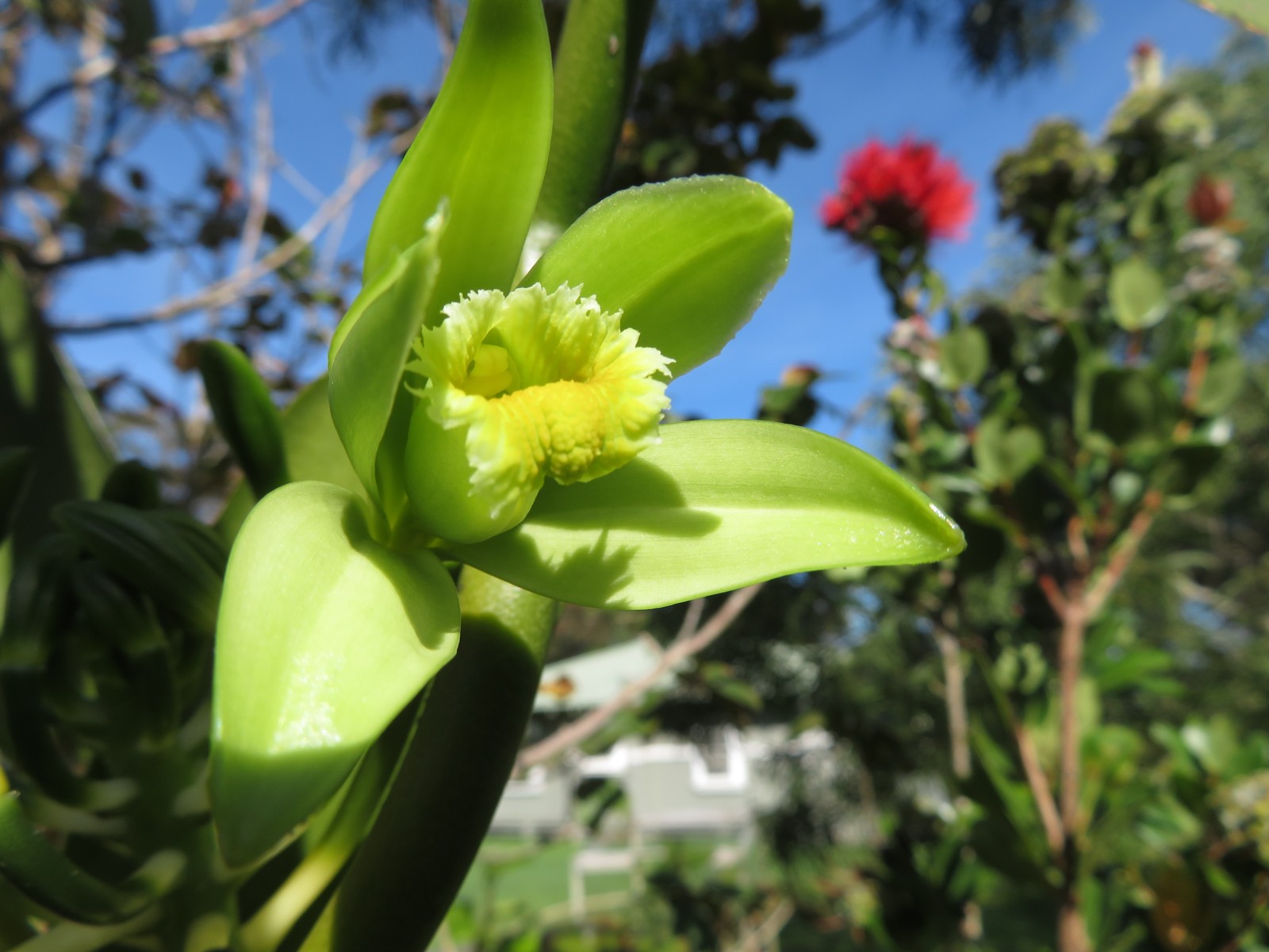 A pale green vanilla orchid flower among leaves in Maui.