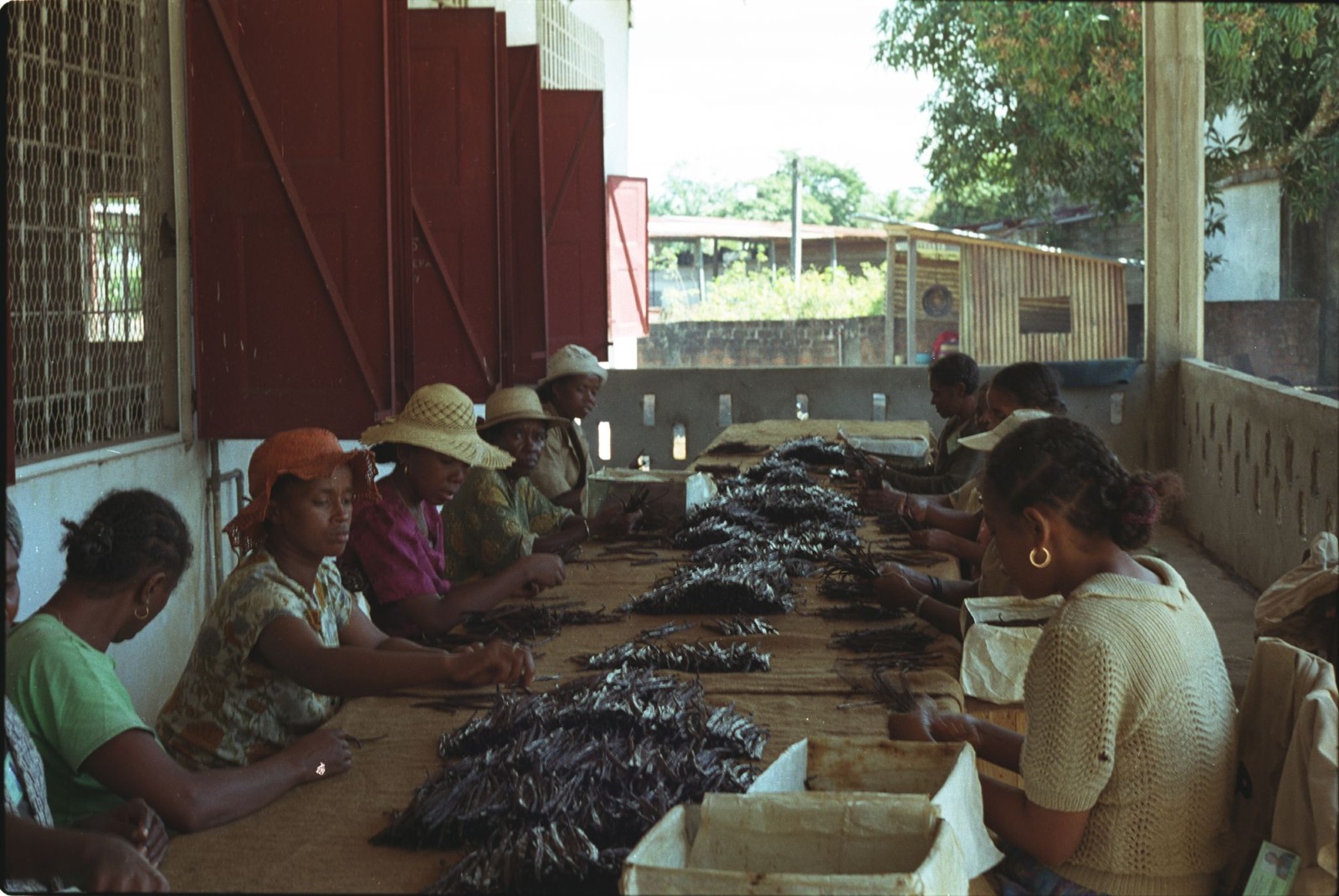 Women sort vanilla pods at a work table in Sambava, Madagascar.